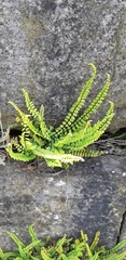 Asplenium trichomanes