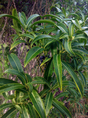 Melicytus lanceolatus