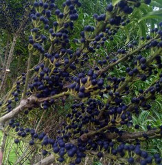 Melicytus lanceolatus