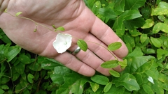 Stylisma humistrata