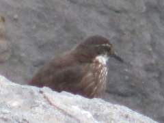 Cinclodes nigrofumosus