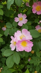 Rosa