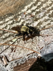 Laphria posticata