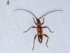 Coptocercus aberrans