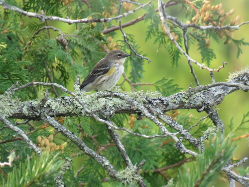 Yellow-rumped Warbler photographed in Minnesota