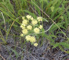 Oligogonum