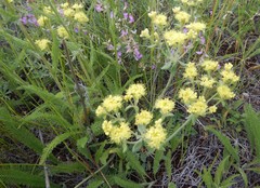 Oligogonum
