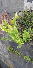 Dryopteris filix-mas