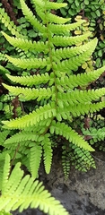 Dryopteris filix-mas