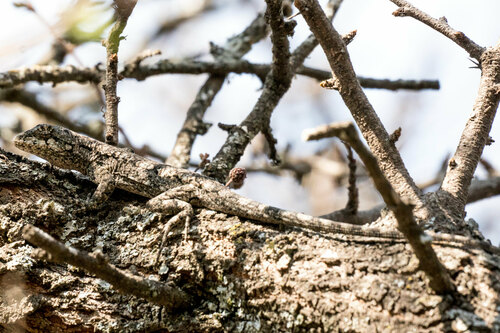 Gallardo's Steppe Iguana, Urostrophus gallardoi