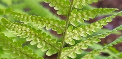 Dryopteris filix-mas