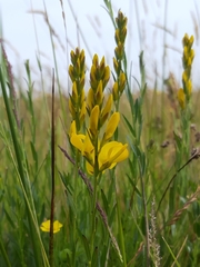Genista tinctoria