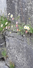 Erigeron karvinskianus