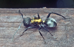 Polyrhachis ornata