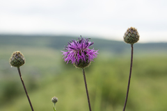 Centaurea scabiosa apiculata