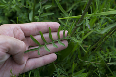 Centaurea scabiosa apiculata