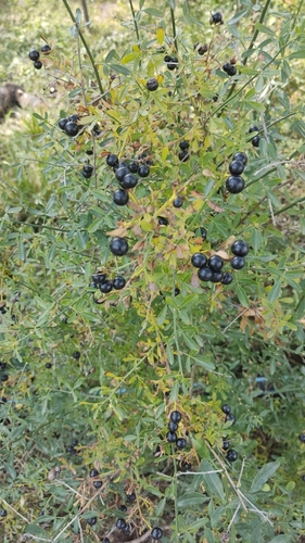 Maslinovke (Oleaceae)