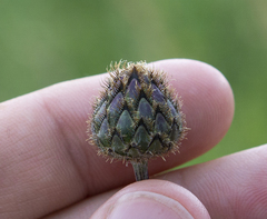 Centaurea scabiosa apiculata