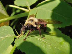 Laphria thoracica