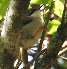 Apalis thoracica