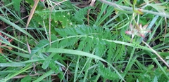 Petroselinum segetum