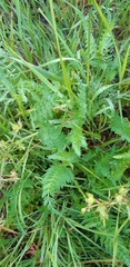 Petroselinum segetum