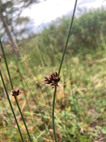 Image of Juncus arcticus by (c) Jake OFlaherty, some rights reserved (CC BY)