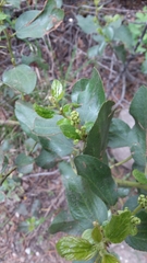 Ceanothus velutinus