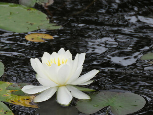 Nymphaea odorata