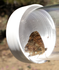 Phyciodes mylitta