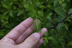 Thalictrum simplex galioides