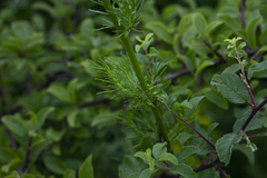 Thalictrum simplex galioides