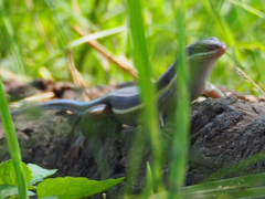 Trachylepis quinquetaeniata