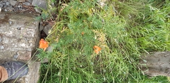 Papaver dubium lecoqii