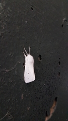 Spilosoma virginica