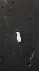 Spilosoma virginica