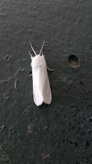 Spilosoma virginica