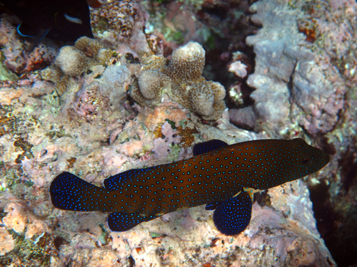 Peacock Grouper, Ribbon Reef, Lizard 4892, Australia, photo 5 of 10