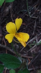 Viola nuttallii