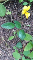 Viola nuttallii