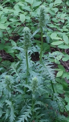 Pedicularis bracteosa