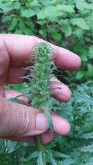 Pedicularis bracteosa