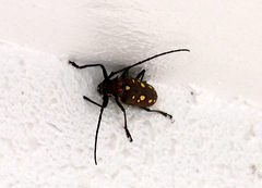 Batocera rubus