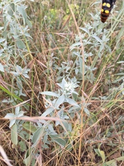 Megascolia maculata maculata