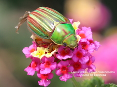 Chrysina adelaida