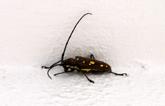 Batocera rubus