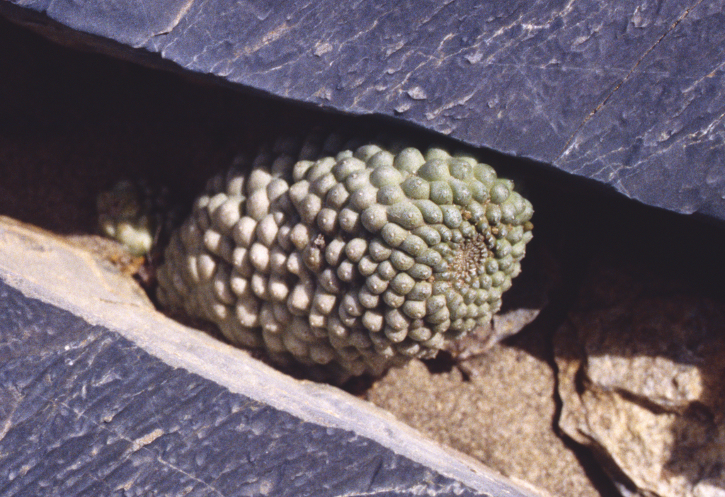 Larryleachia tirasmontana (Plowes) Plowes