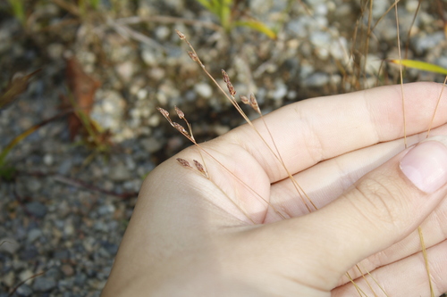 Image of Bulbostylis capillaris by (c) Alex Karasoulos, some rights reserved (CC BY)
