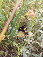 Megascolia maculata maculata