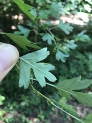 Phyllocoptes goniothorax